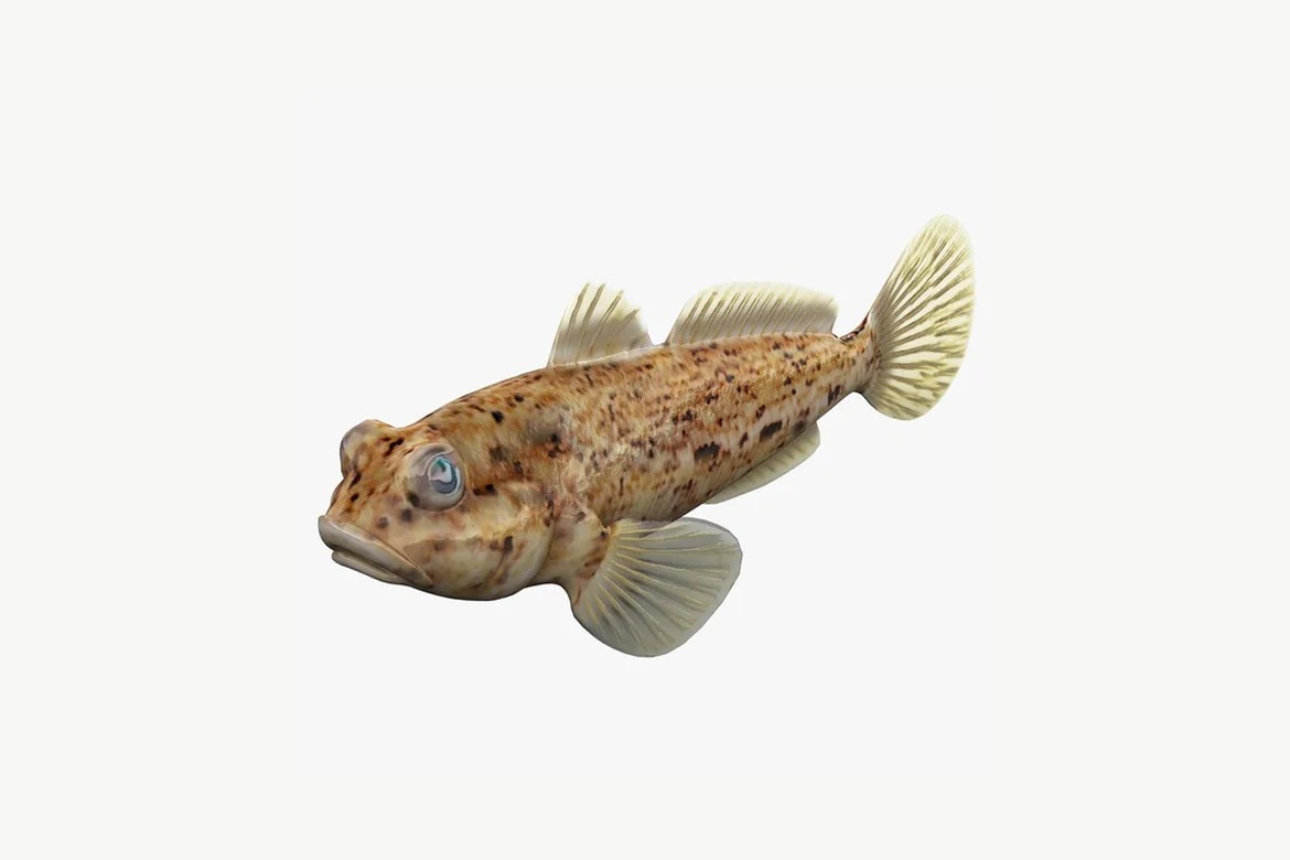 Spotted fish, lateral view_0004