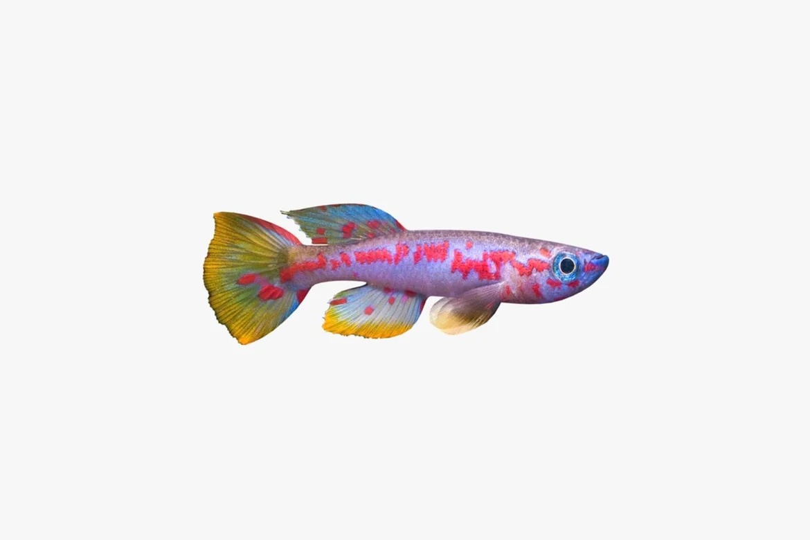 Spotted fish with multicolored fins_0005