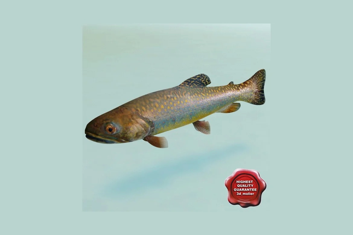 Lateral view of speckled trout_0006