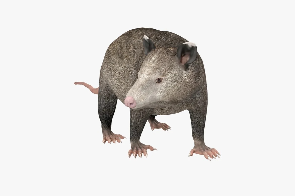 Opossum in quadrupedal stance, right profile_0013