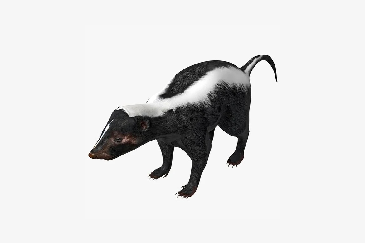 Striped skunk in ambulatory pose_0017