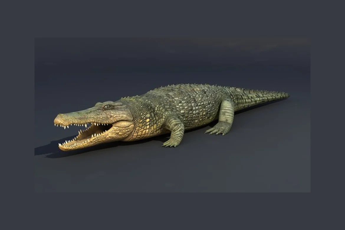 Open-mouthed crocodile with visible teeth_0019