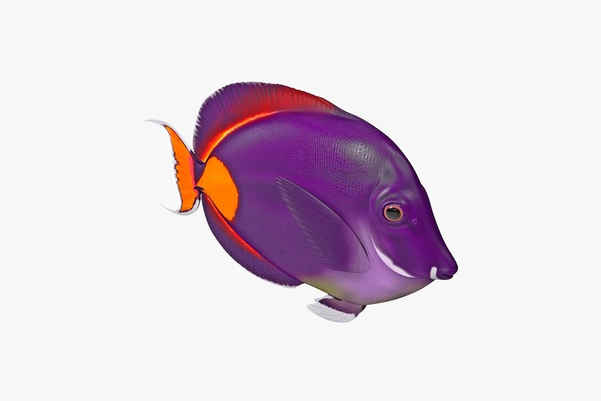 Round fish with orange and purple fins_0020