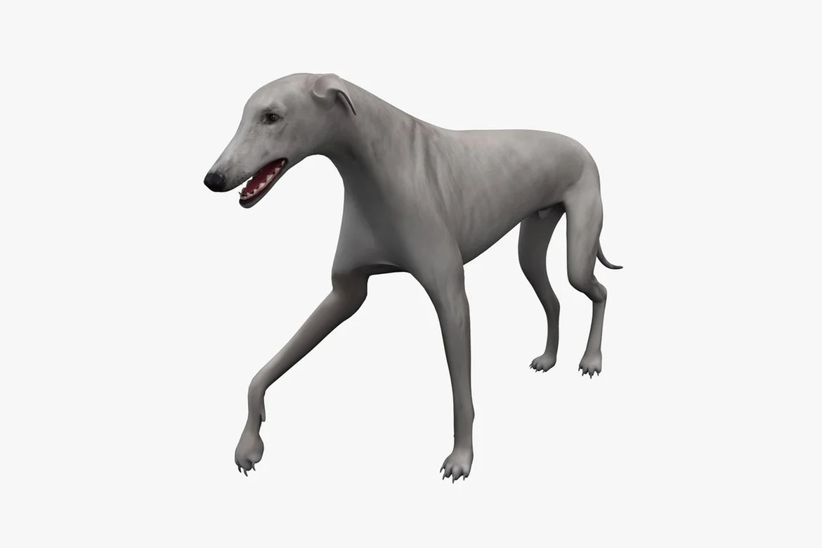 Greyhound in stride lateral view_0021