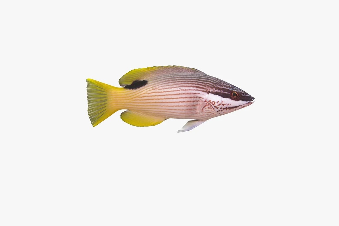 Yellow grouper with black stripe, lateral view_0024
