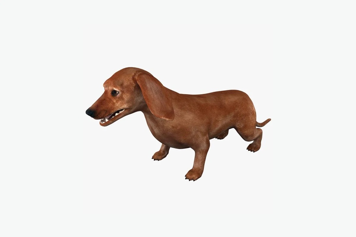 Dachshund in profile, walking posture_0025