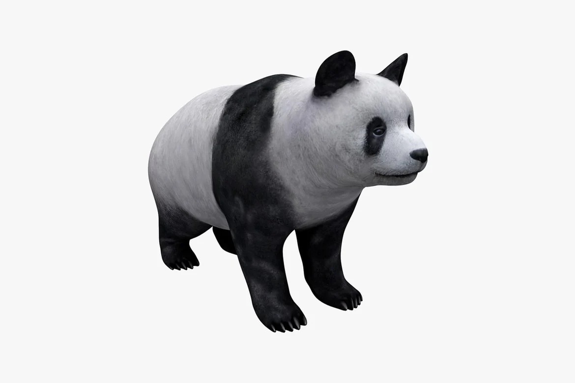 Panda bear in ambulatory posture_0027