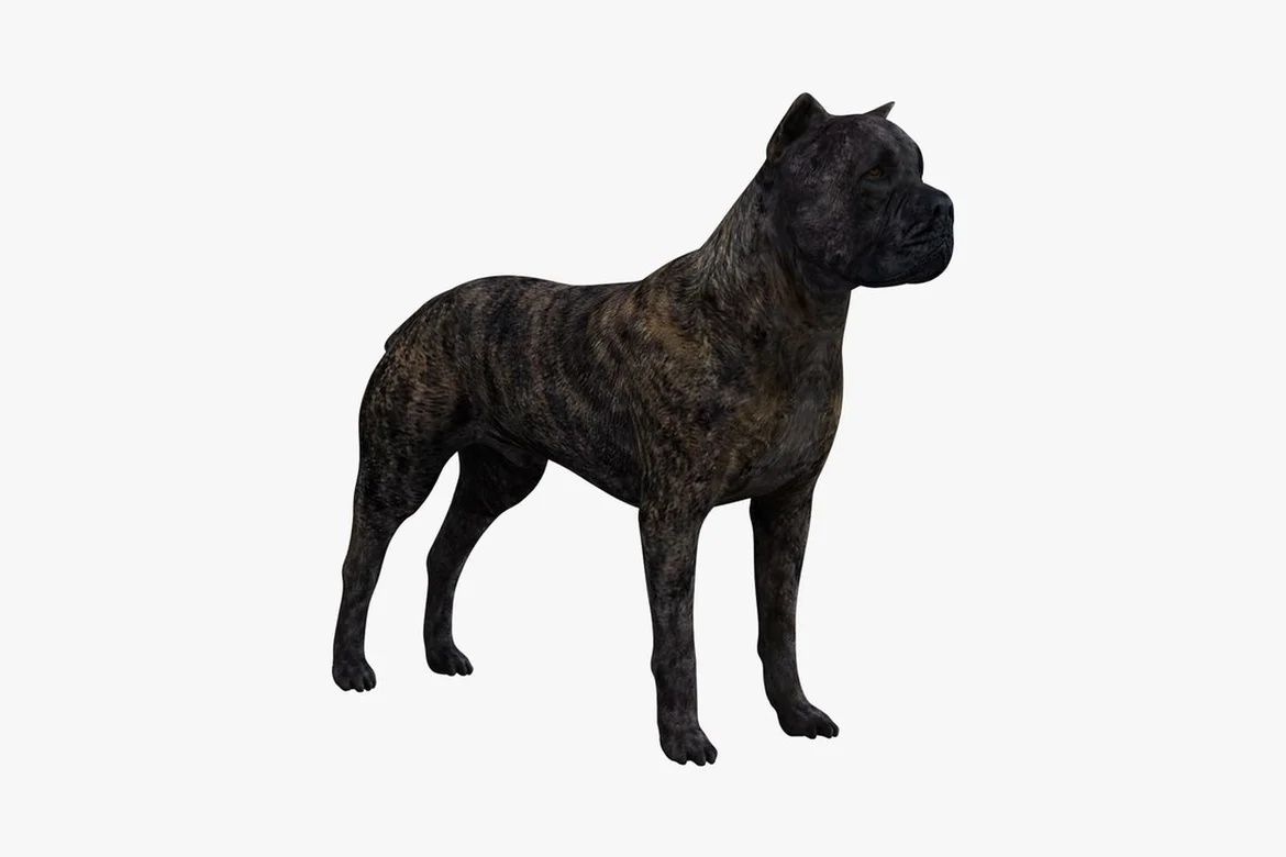 Staffordshire bull terrier right profile, standing posture_0028