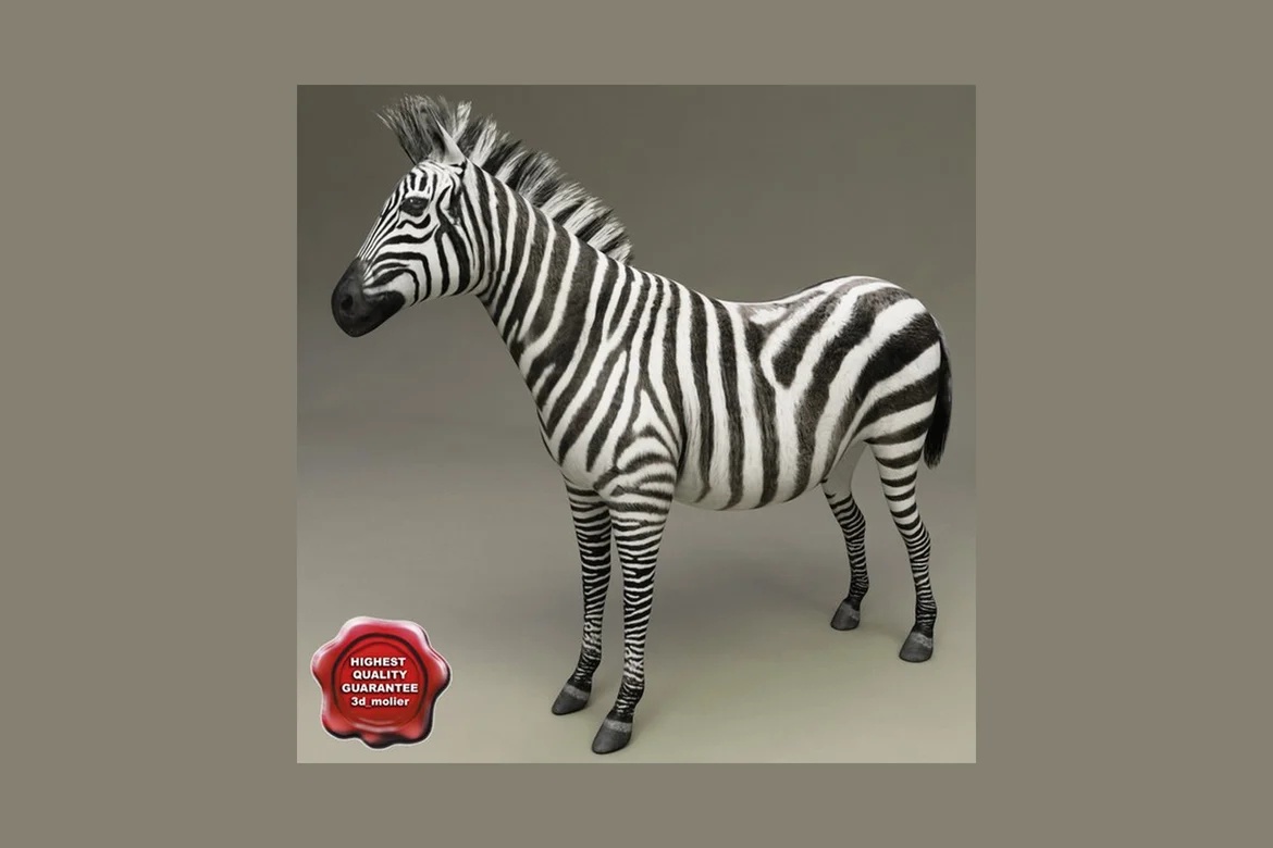 Zebra with mohawk mane in profile view_0032