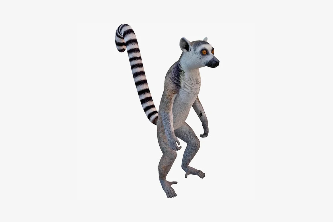 Ring-tailed lemur in ambulatory posture_0036