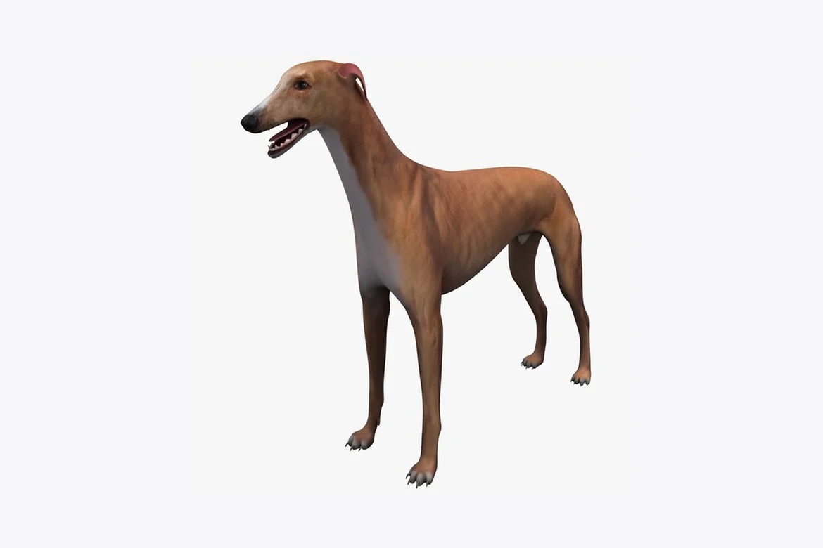 Greyhound in profile view_0041