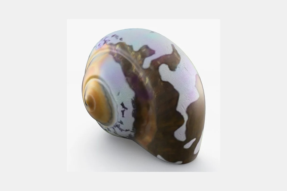 Round shell with spiral and mottled pigmentation_0054