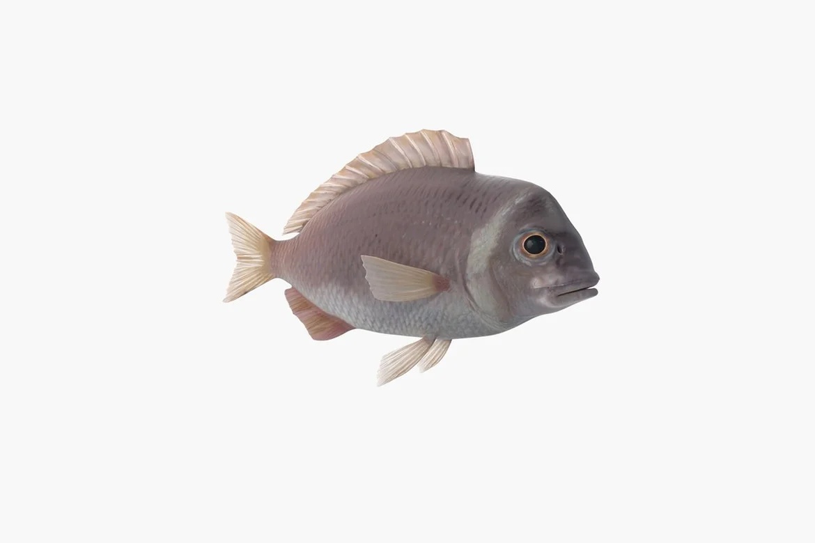 Fish with feathery fins lateral view_0071