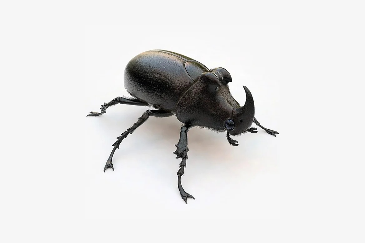 Lateral view of a rhinoceros beetle_0101