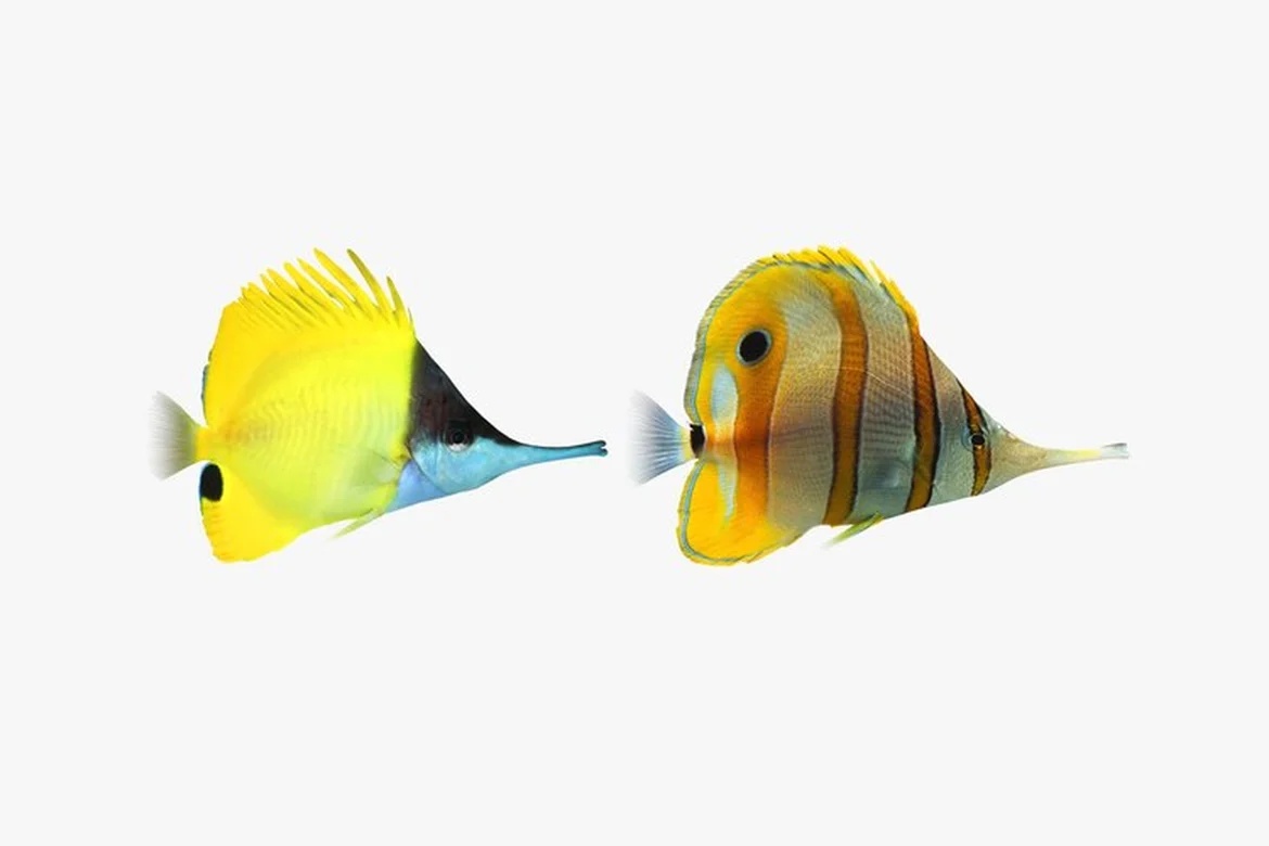 Yellow spotted fish with contrasting dorsal fins_0102