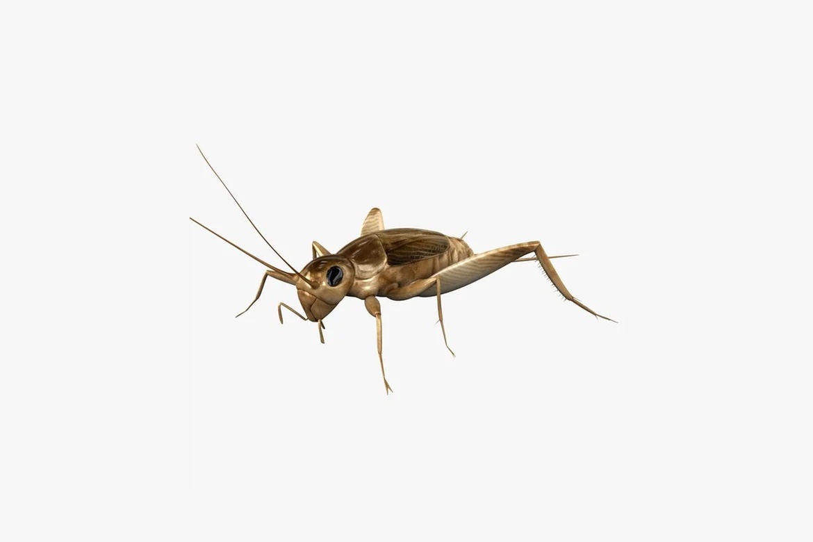 Lateral view of a cricket model_0106
