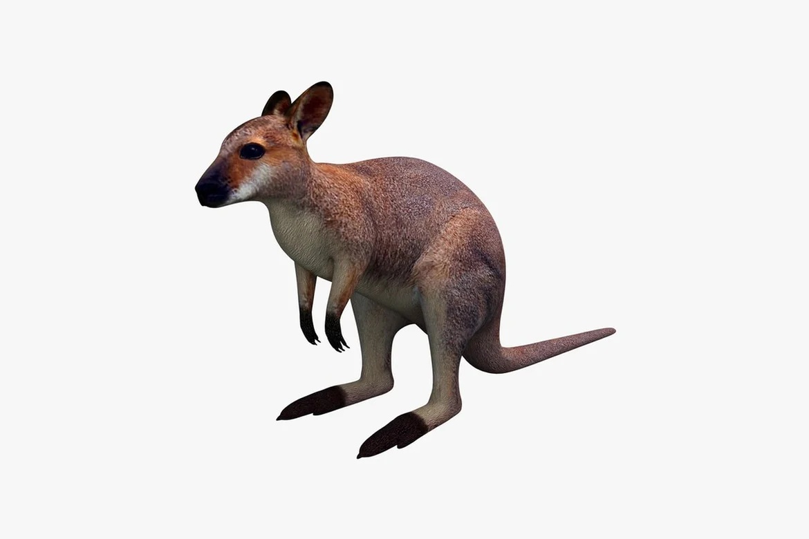 Kangaroo in quadrupedal stance_0108