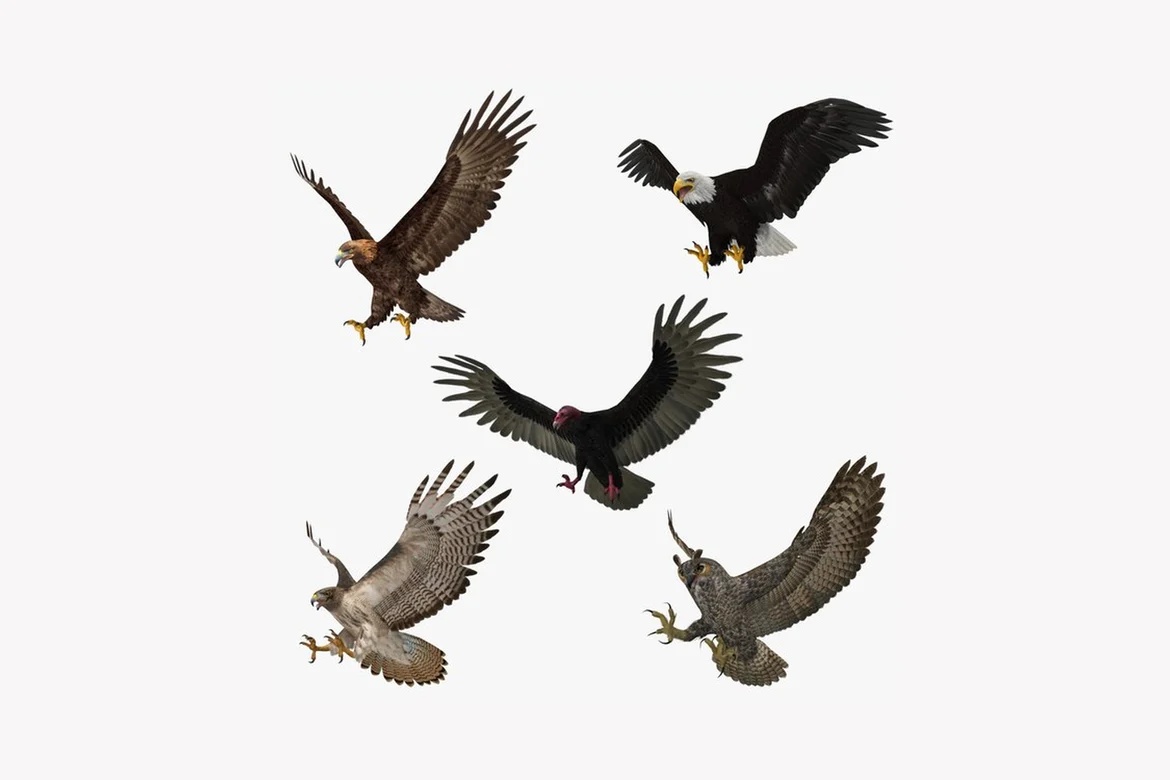 Birds in flight varied sizes and plumage_0109
